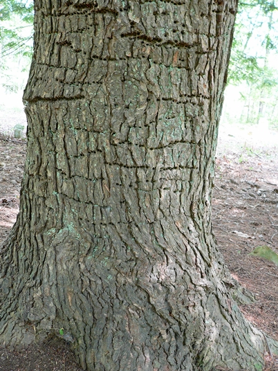 {Tsuga canadensis}